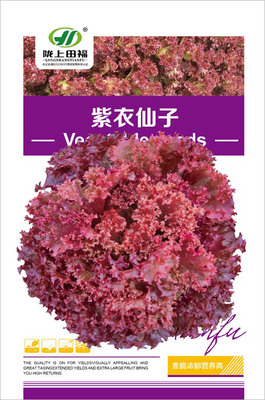 紫衣仙子(zǐ)生菜種子(zǐ)陽台大田蔬菜種子(zǐ)四季易種家庭盆栽園藝